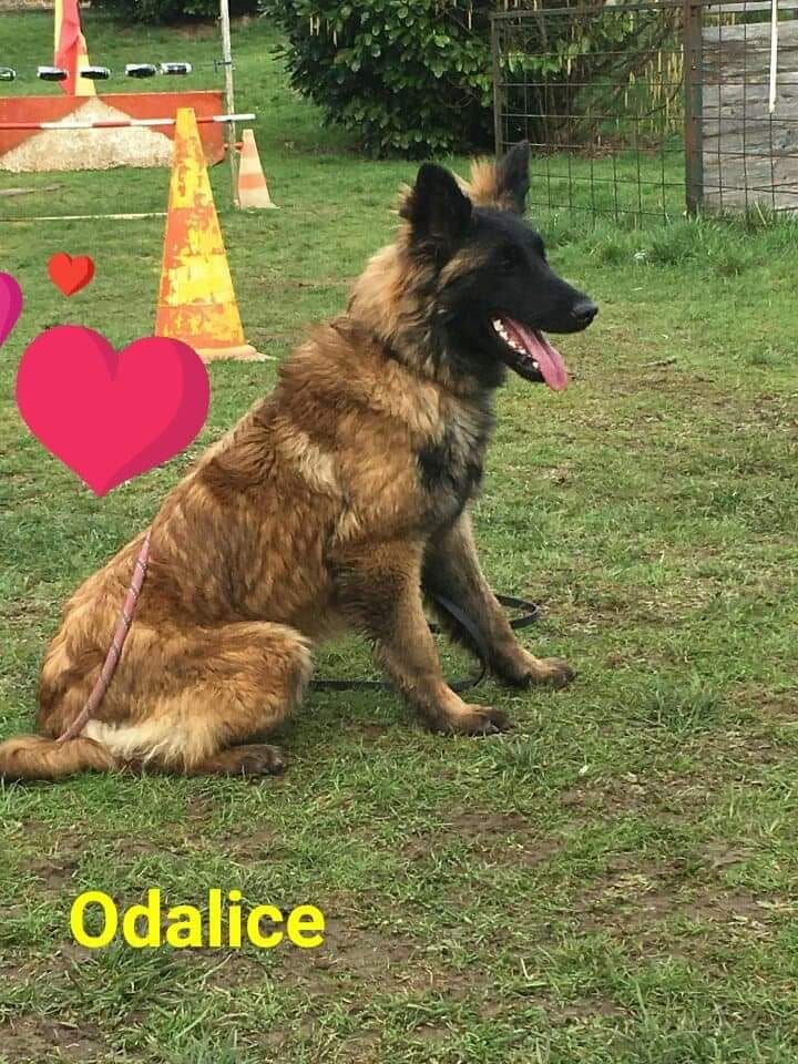 Odalice du royaume de cupidon