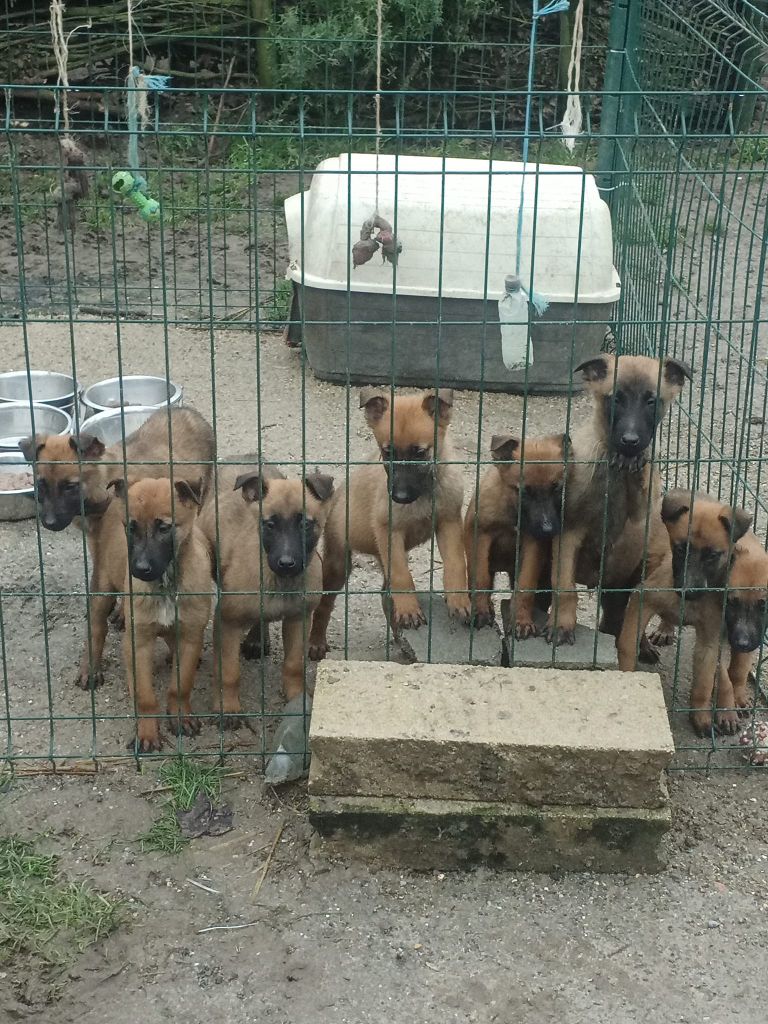Chiot Berger Belge du royaume de cupidon